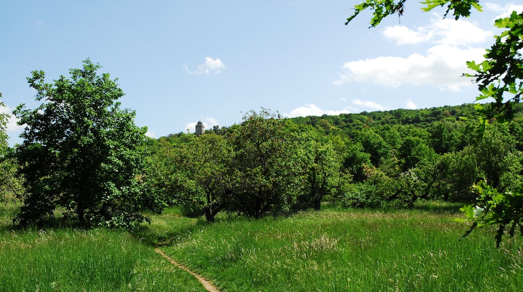 Naturschutzgebiet Nordausläufer Westerberg im Landkreis Mainz-Bingen (Ingelheim, Gau-Algesheim): Streuobstwiese im nördlichen Gebietsteil; im Hintergrund Westerberg mit Bismarckturm.