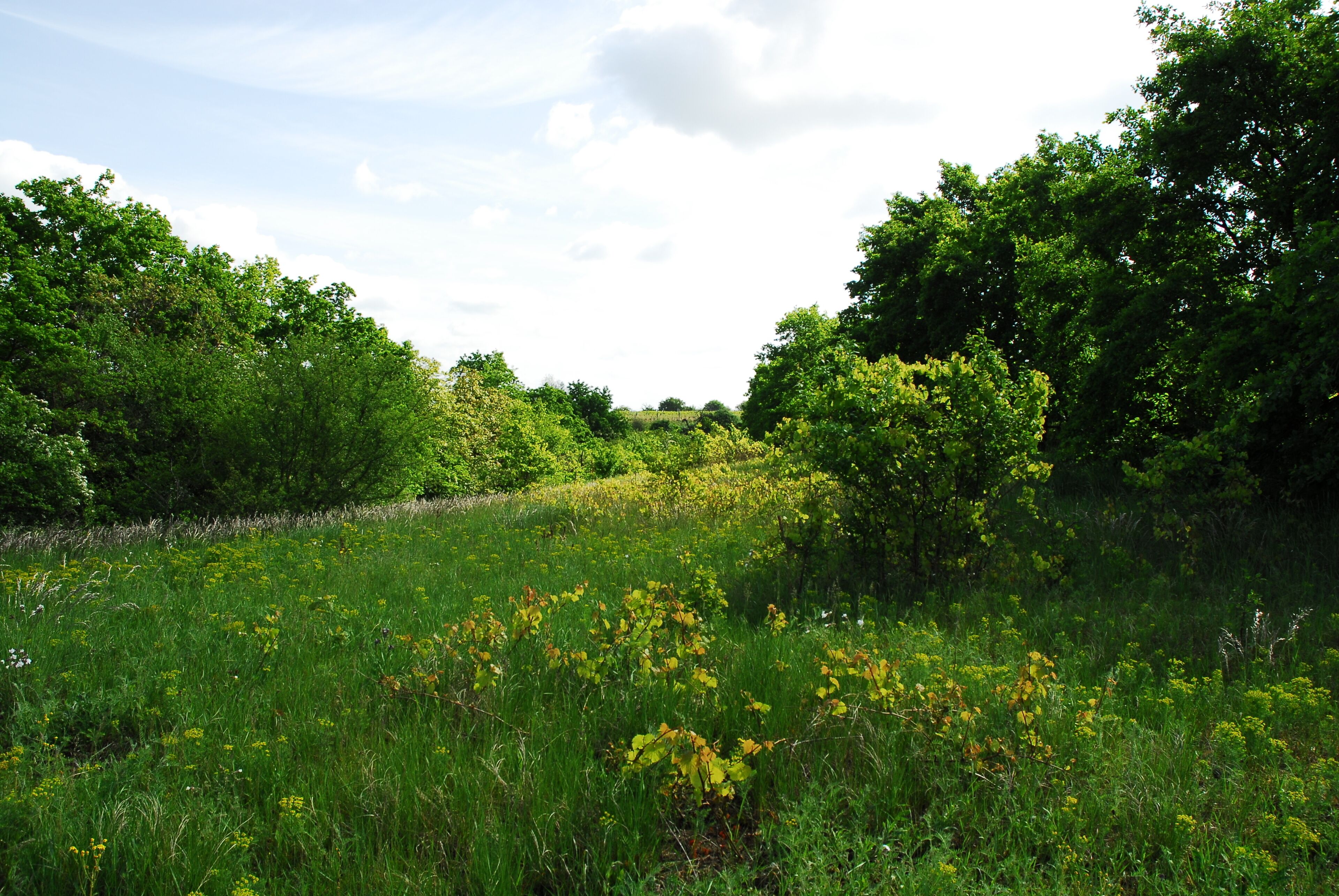 Naturschutzgebiet Nordausläufer Westerberg im Landkreis Mainz-Bingen (Ingelheim, Gau-Algesheim): Weinbergs-/ Obstanlagenbrache im Nordwesten des Gebietes.