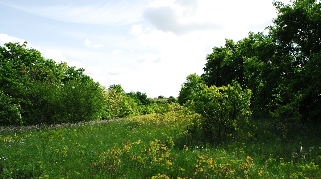 Naturschutzgebiet NordauslÀufer Westerberg im Landkreis Mainz-Bingen (Ingelheim, Gau-Algesheim): Weinbergs-/ Obstanlagenbrache im Nordwesten des Gebietes.