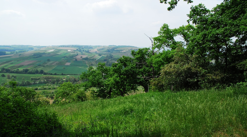 Naturschutzgebiet Gau-Algesheimer Kopf - Erweiterung (Gau-Algesheim): Blick den Westhang des Westerbergs entlang zum Welzbachtal und darüber hinaus; mit Halbtrockenrasen und Gehölzen.