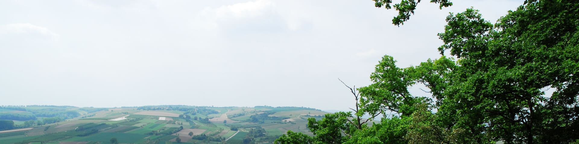 Naturschutzgebiet Gau-Algesheimer Kopf - Erweiterung (Gau-Algesheim): Blick den Westhang des Westerbergs entlang zum Welzbachtal und darüber hinaus; mit Halbtrockenrasen und Gehölzen.