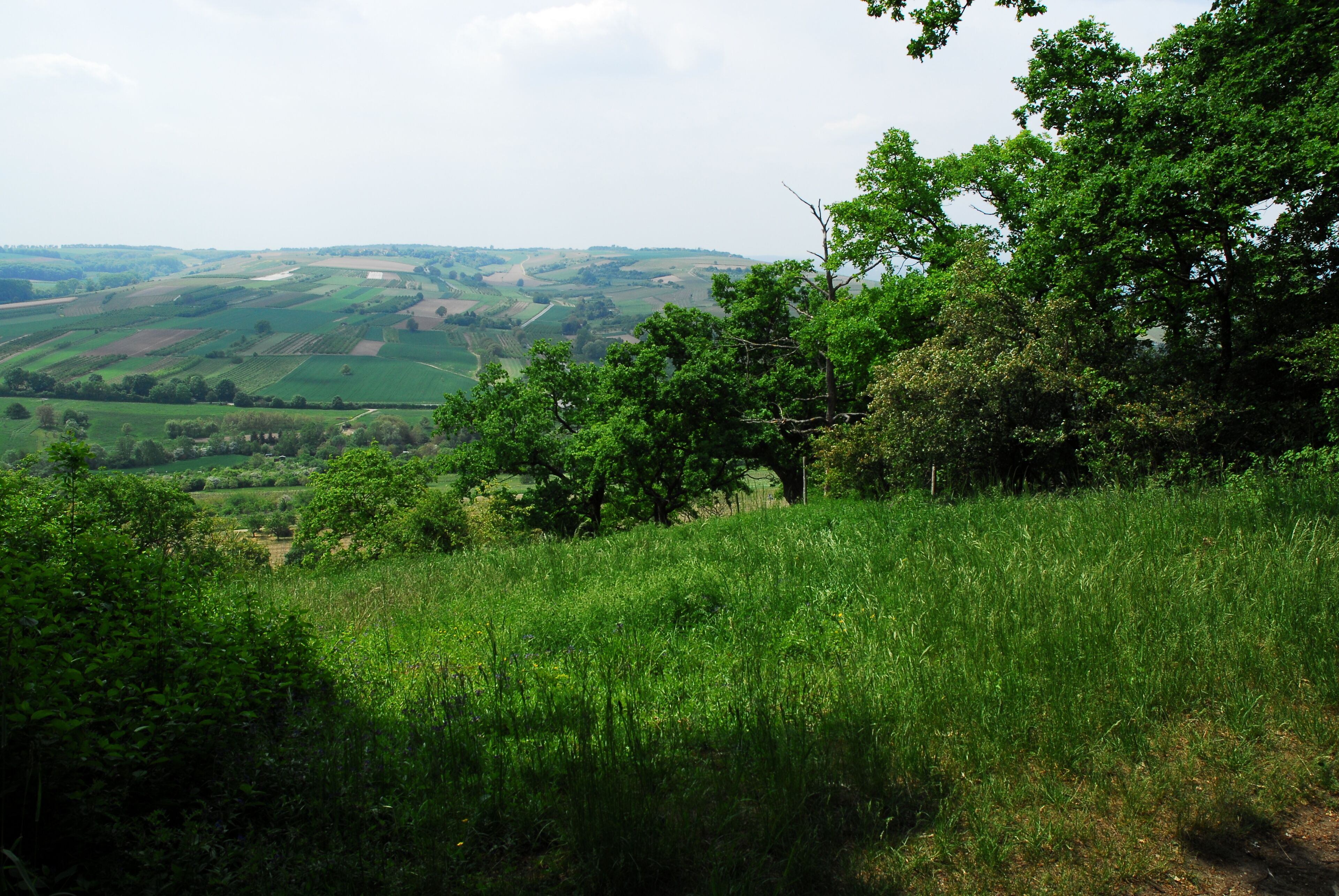 A lush green valley with rolling hills and scattered trees.