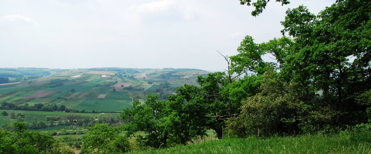 A lush green valley with rolling hills and scattered trees.