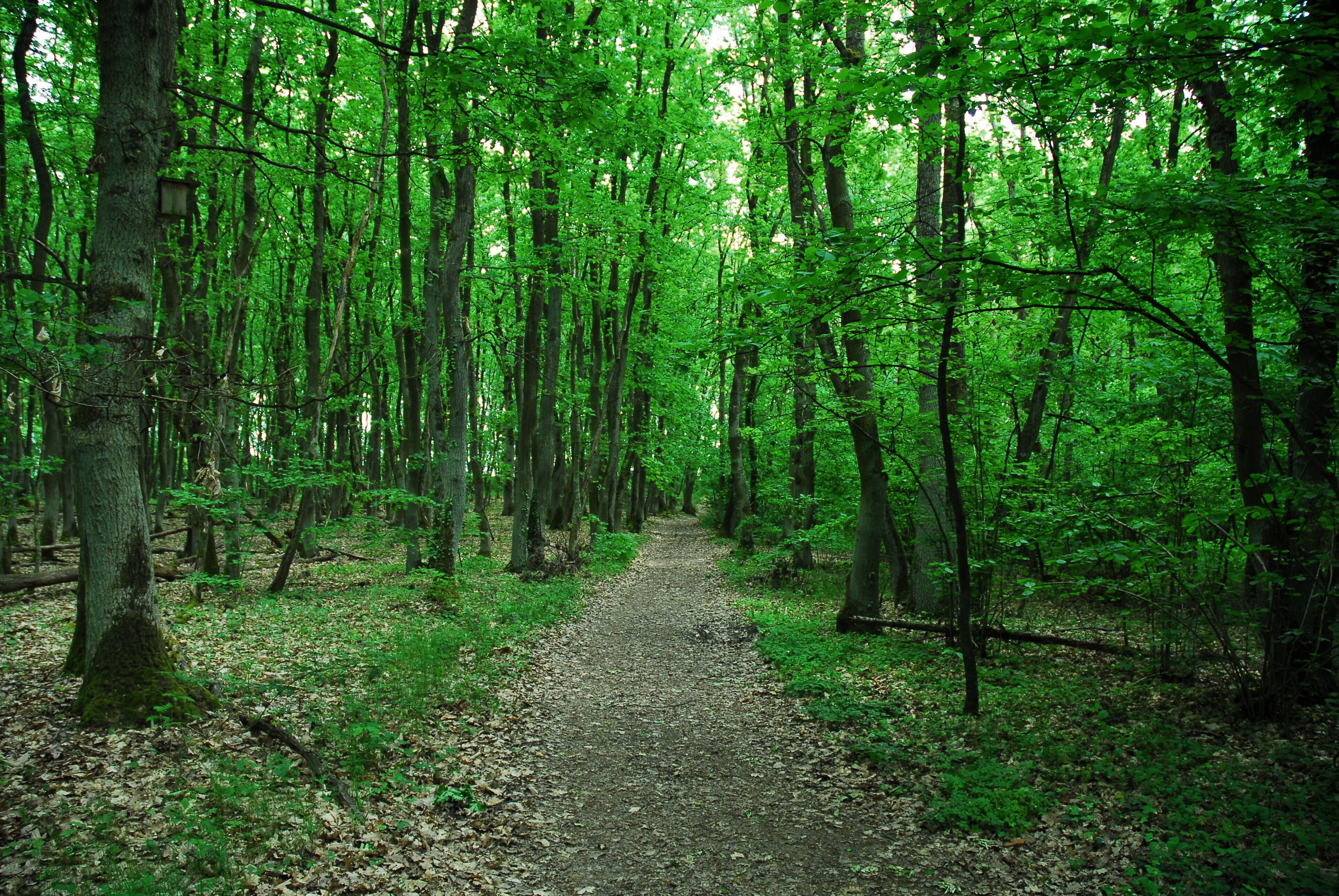 Naturschutzgebiet Gau-Algesheimer Kopf - Erweiterung (Gau-Algesheim): Eichen-Hainbuchen-Elsbeeren-Wald.