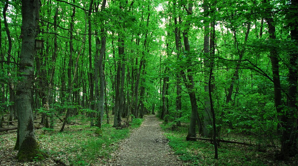 Naturschutzgebiet Gau-Algesheimer Kopf - Erweiterung (Gau-Algesheim): Eichen-Hainbuchen-Elsbeeren-Wald.