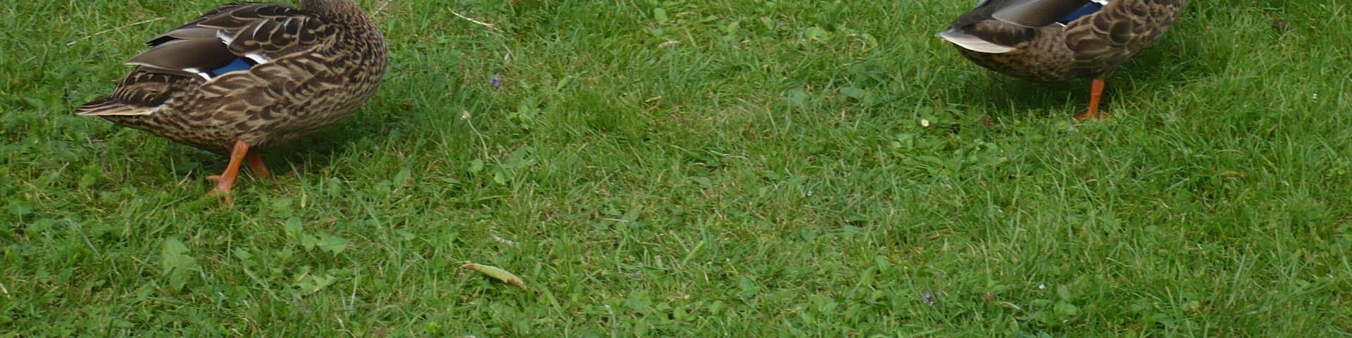 Enten auf besonderem Schlossboden