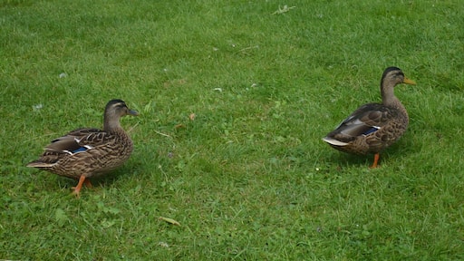 Enten auf besonderem Schlossboden