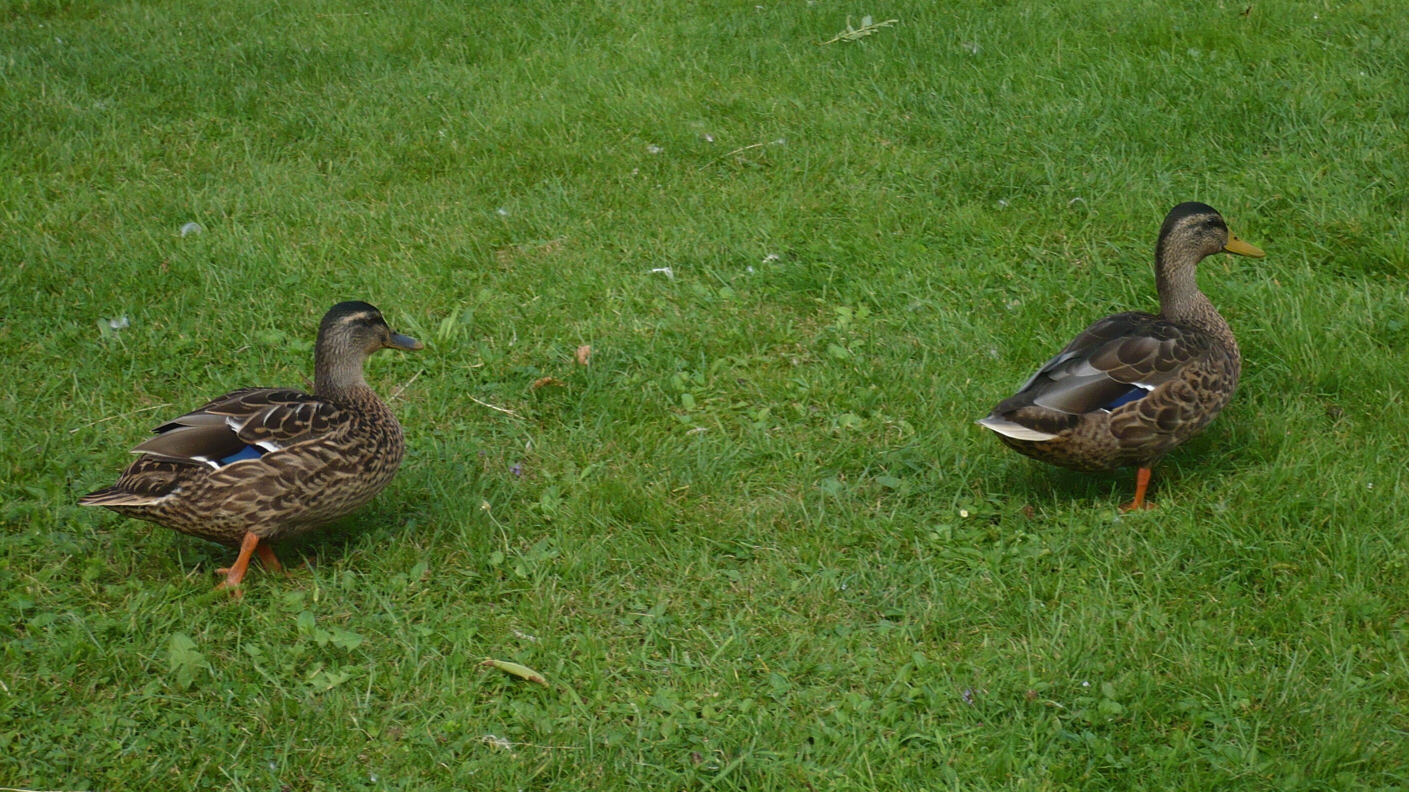 Two ducks walking on a grassy field.