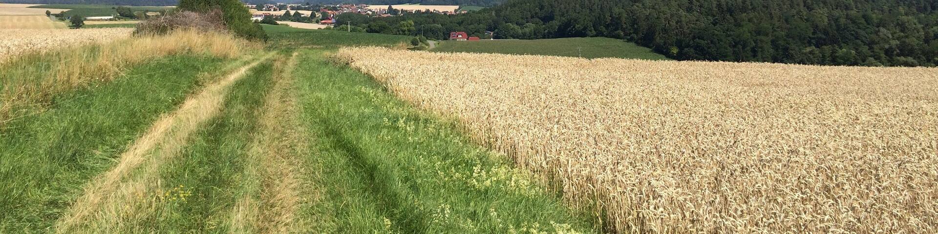 Der Volkmarser Weg (V) zwischen Züschen und der Donarquelle