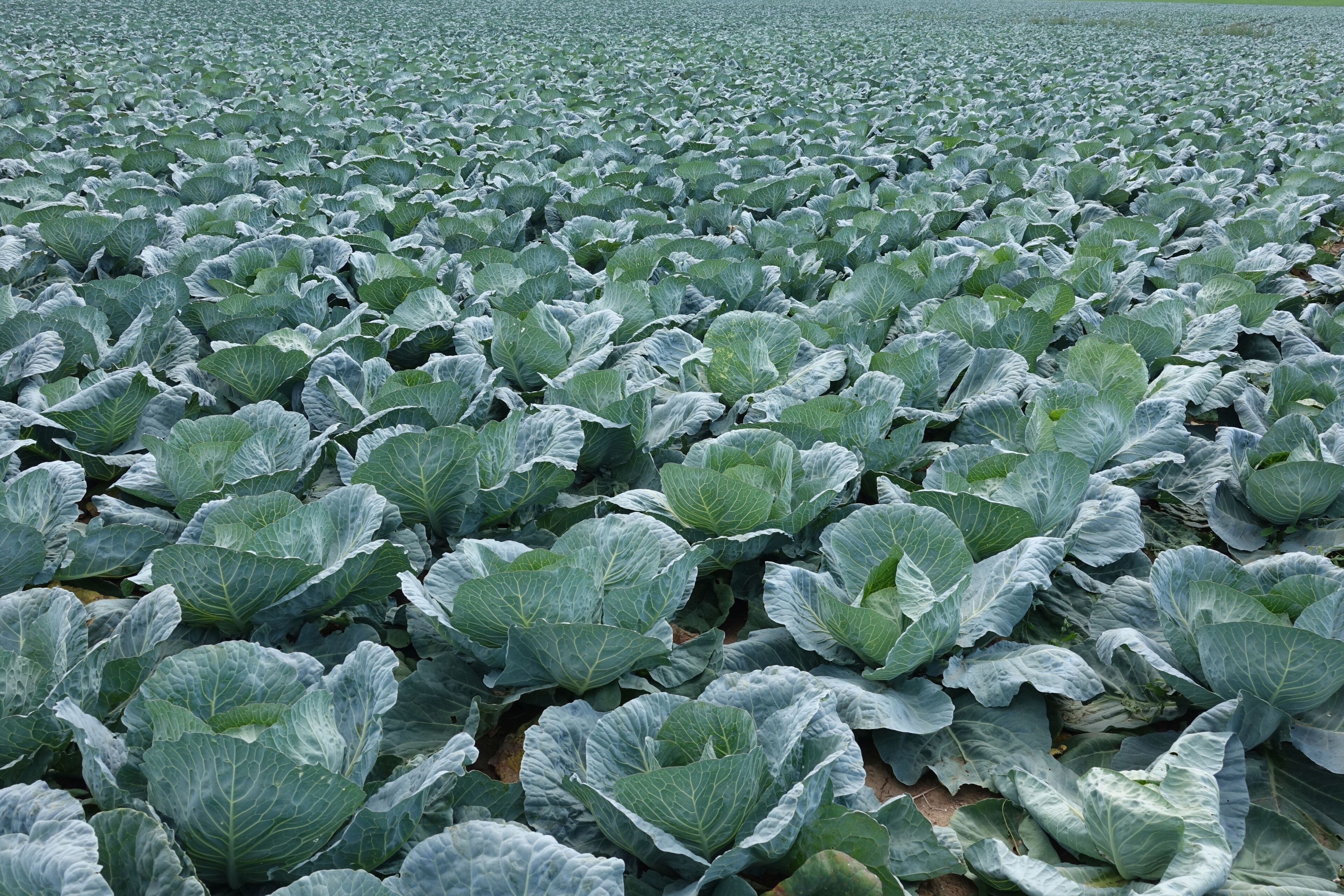Cabbage field near Fritzlar-Lohne, North Hesse (Germany)