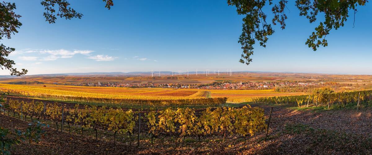 A vineyard with rows of grapevines, a town in the distance, and wind turbines in the background.