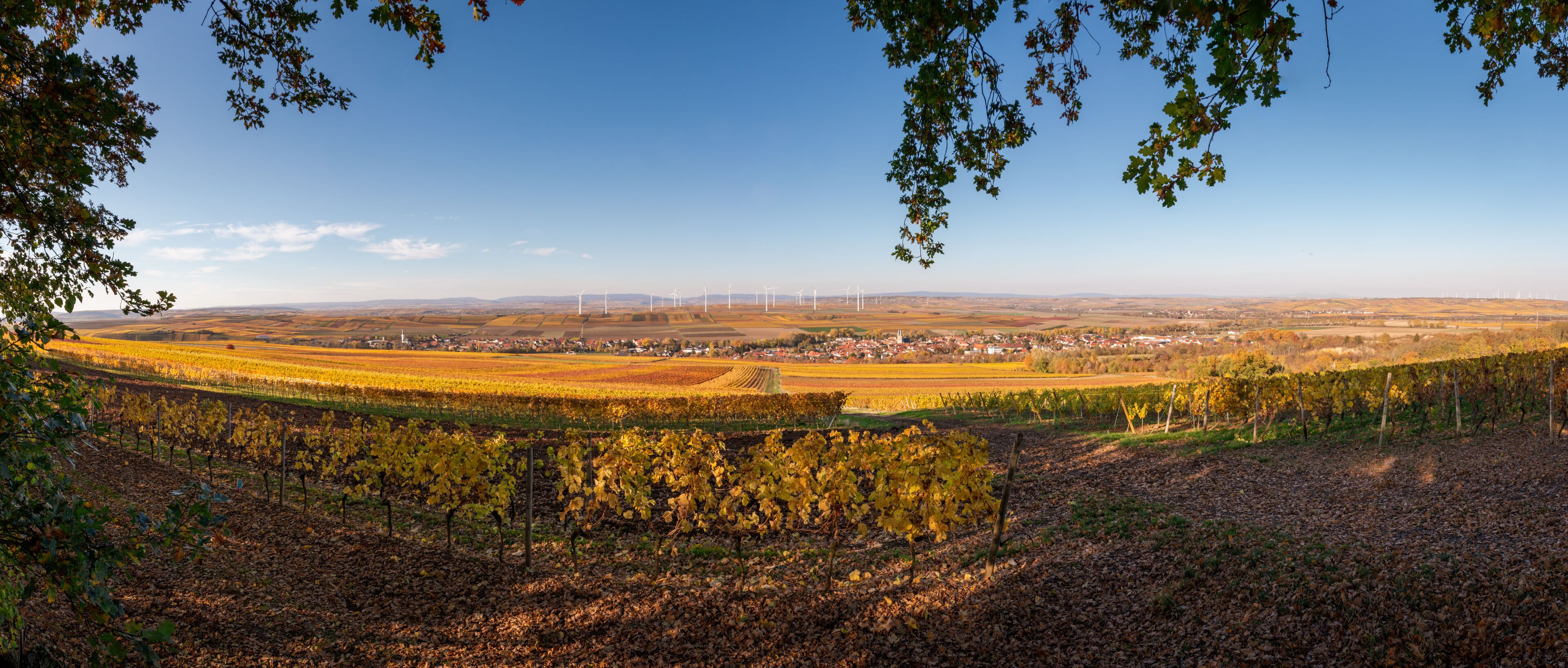 Panoramic view of Flonheim of surrounded by autumn colored vineyards, Rhine Hesse, Germany