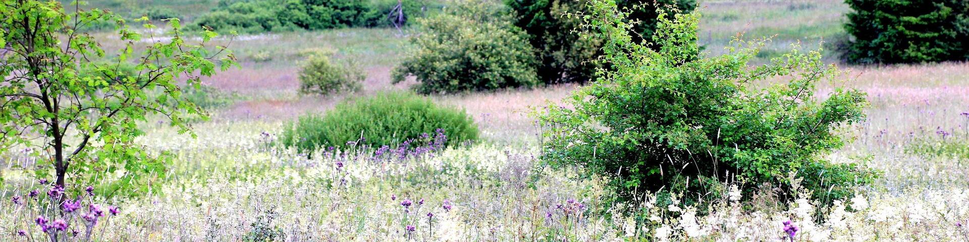 This is a picture of the protected area listed at WDPA under the ID