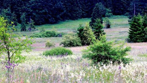 This is a picture of the protected area listed at WDPA under the ID