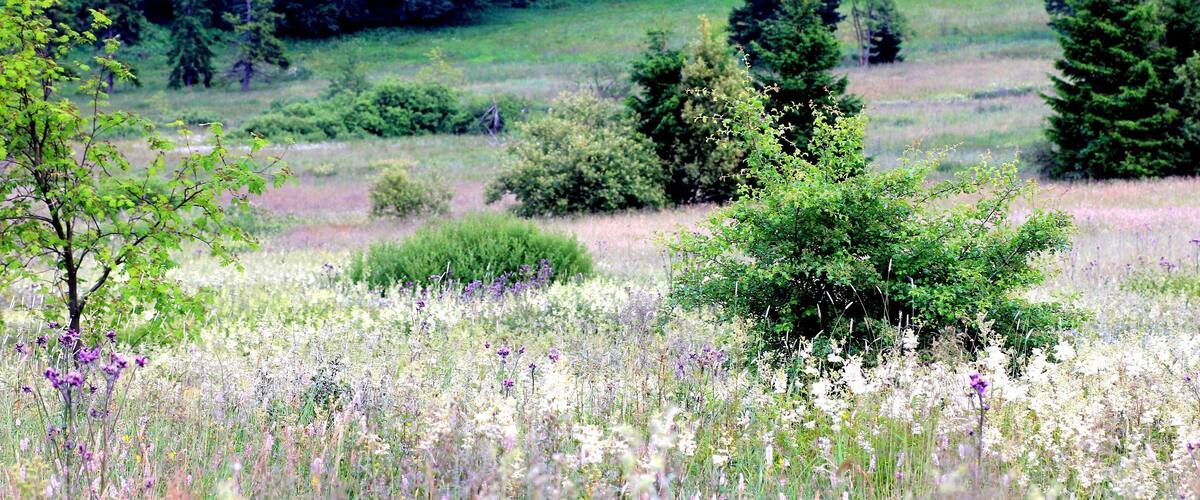 A meadow with wildflowers, a small tree, and a dense forest in the background.