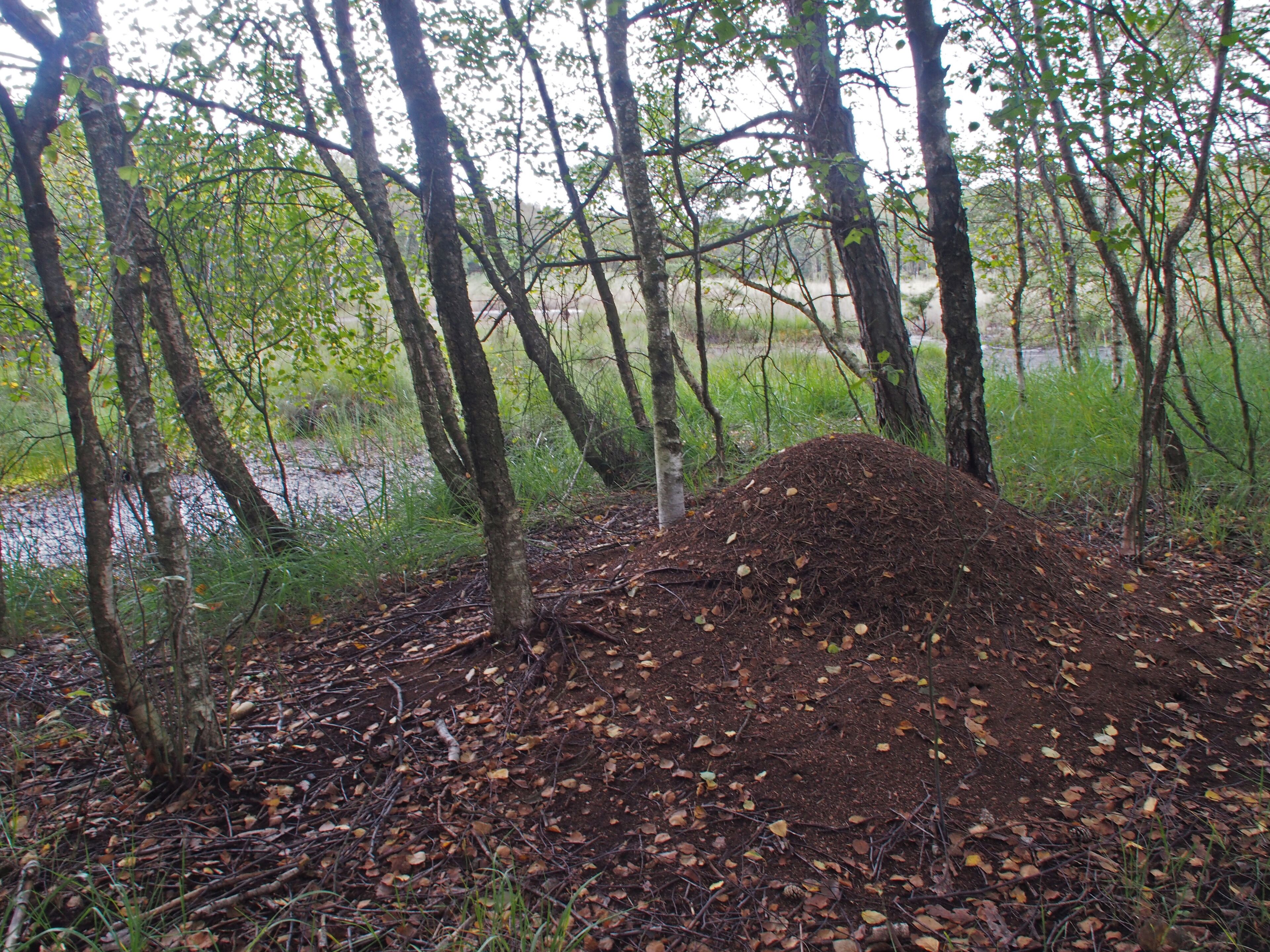 Nature reserve "Breites Moor near Eschede" in Lower Saxony, Germany
