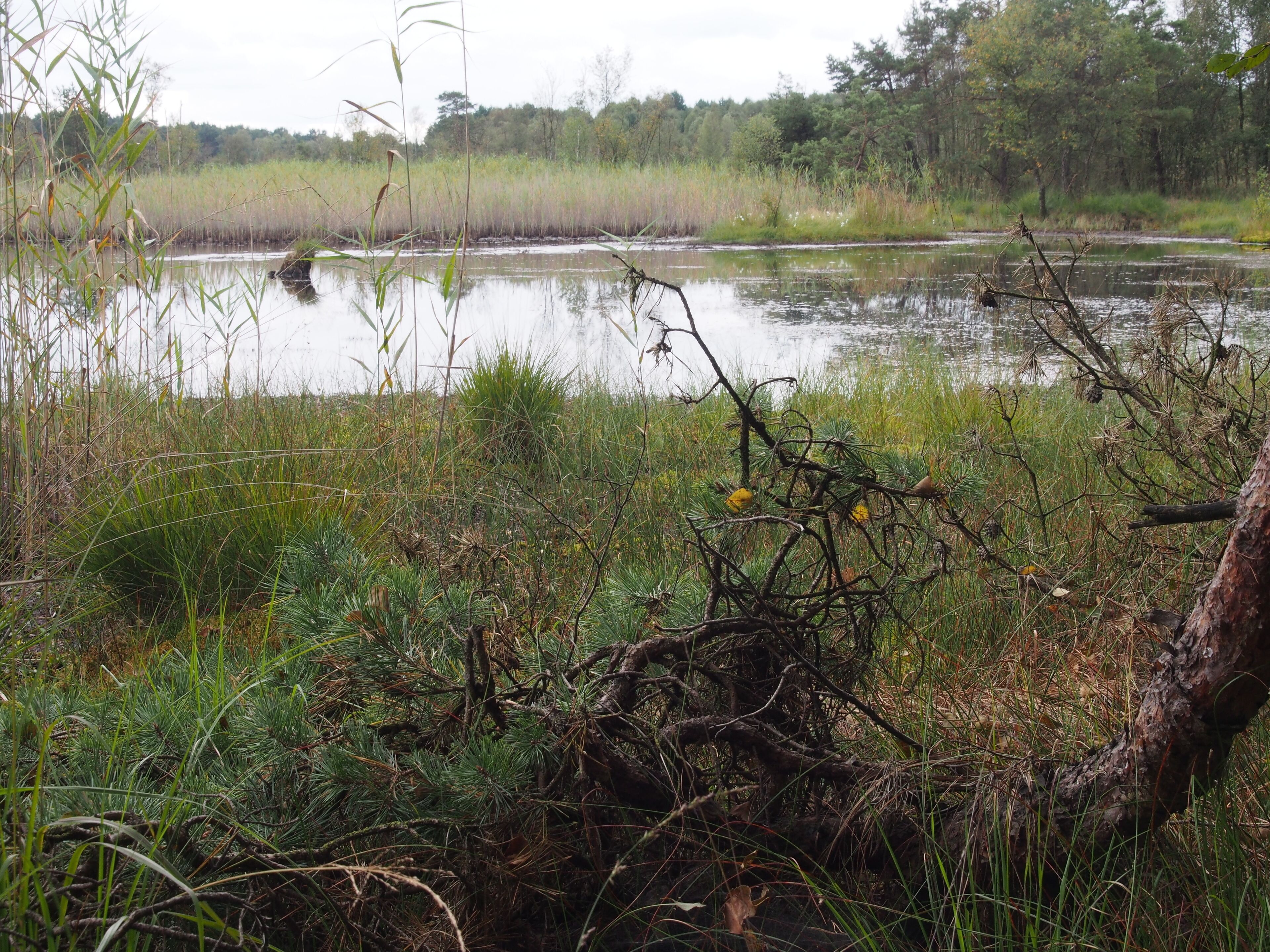 A wetland with water, reeds, and pine trees.