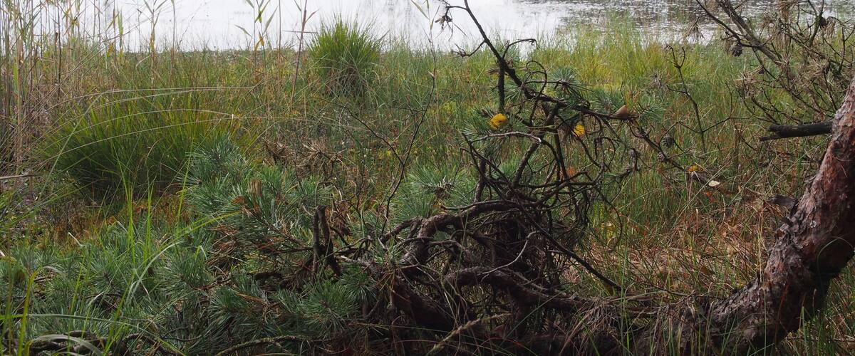 A wetland with water, reeds, and pine trees.