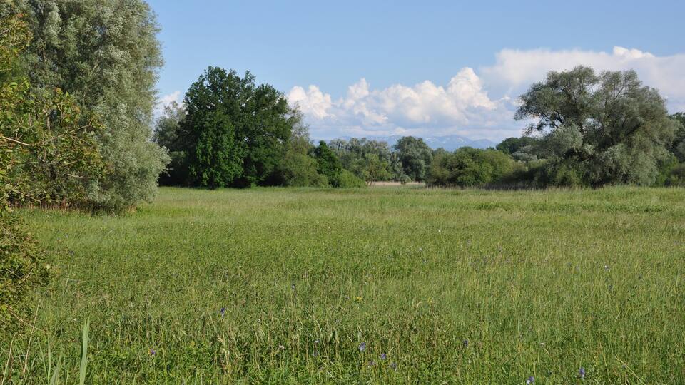 A grassy field with trees and a clear sky.
