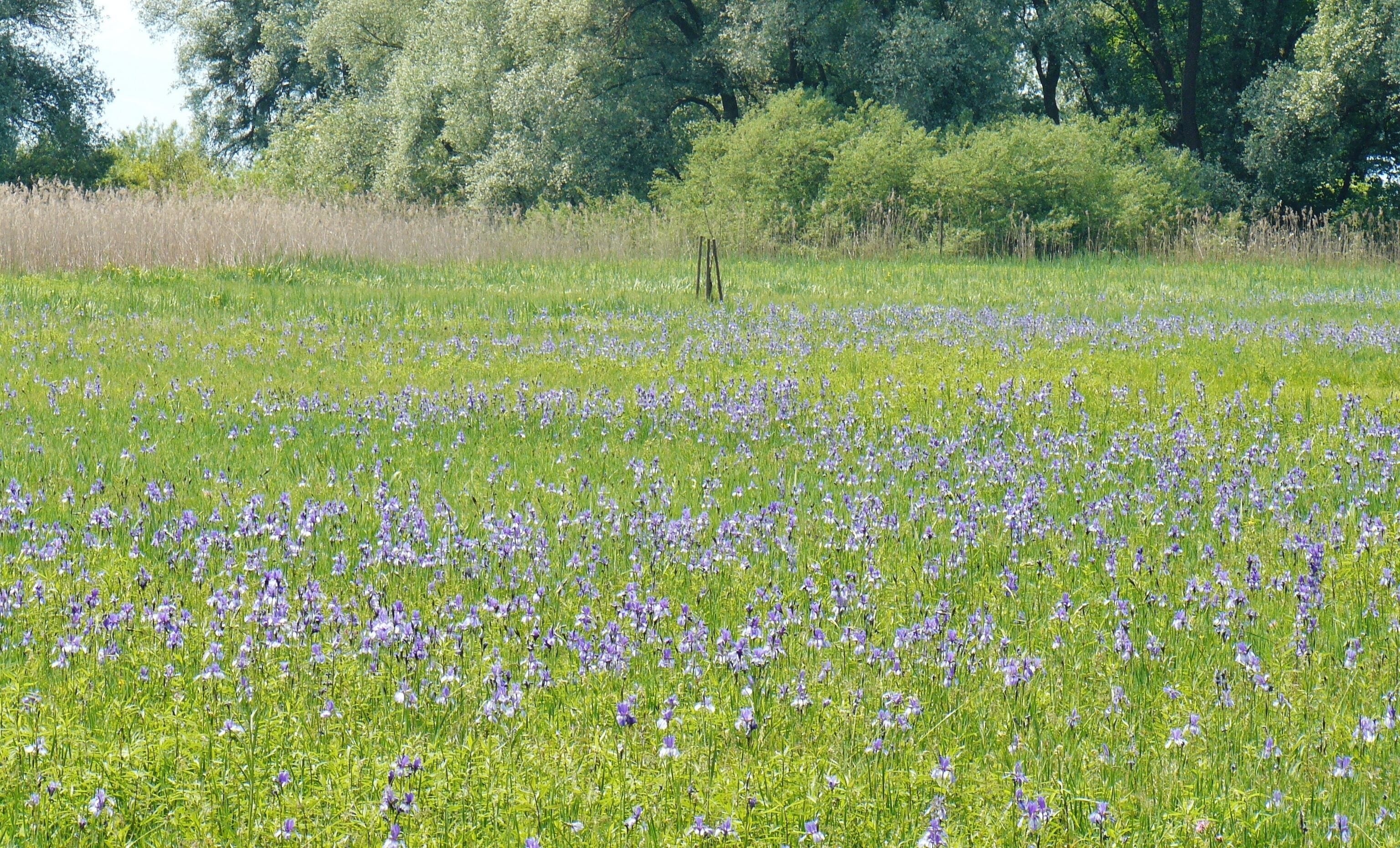 Irisblüte im Eriskircher Ried