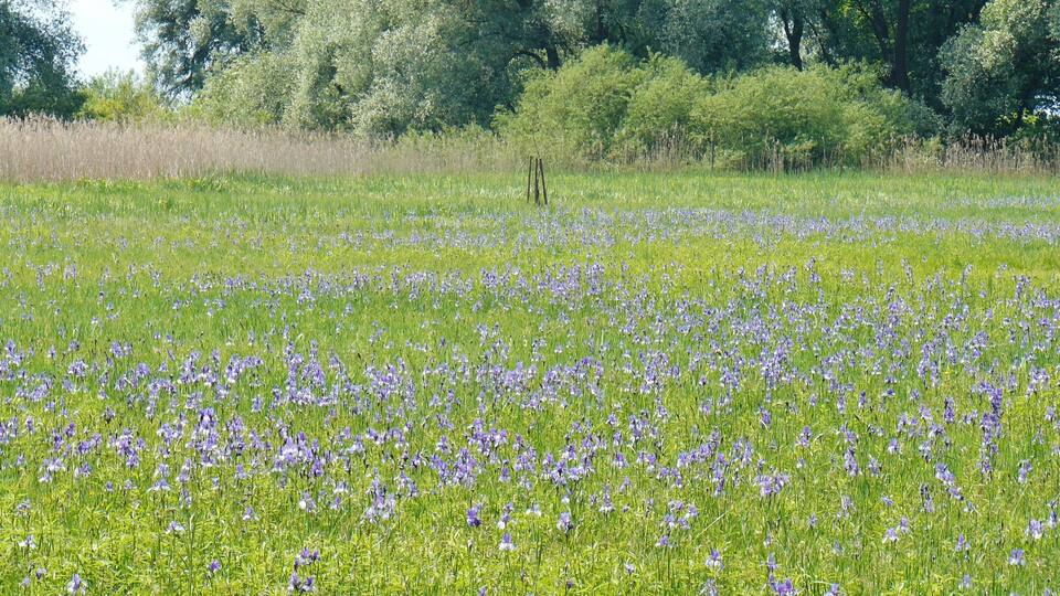 A field of purple flowers with green grass and trees in the background.