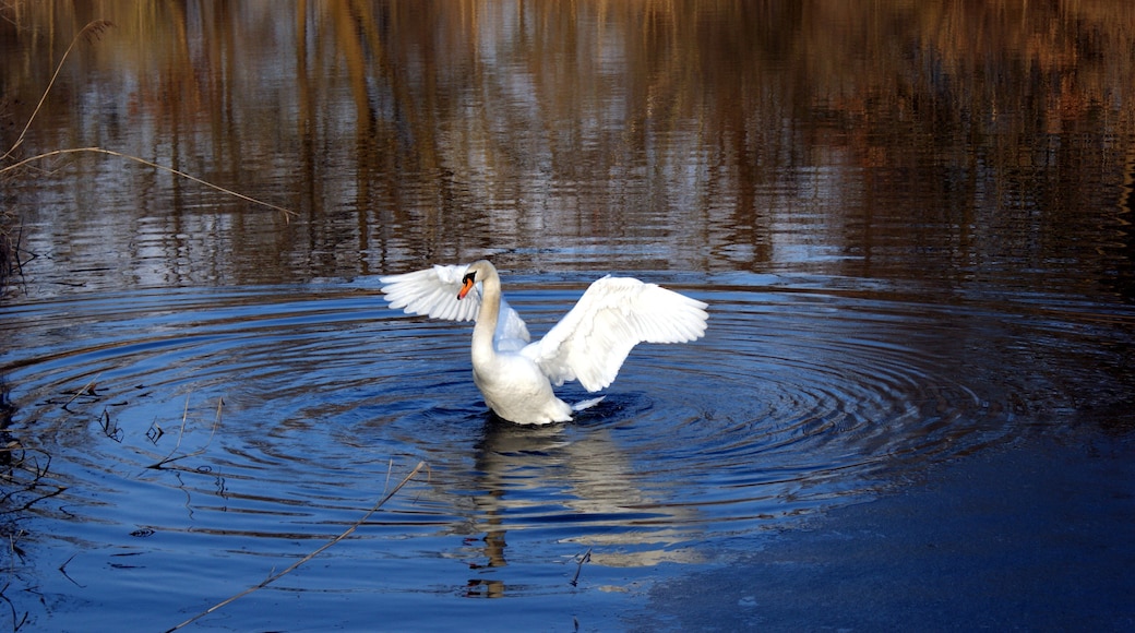 Schwan im Eriskircher Ried