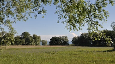 A grassy field with trees and a clear sky.
