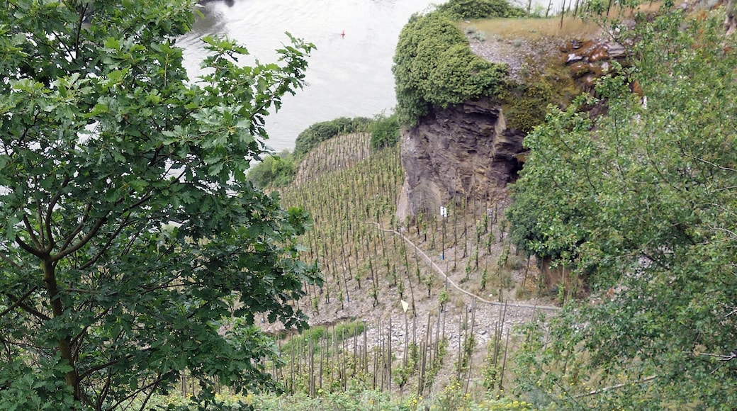 Hiking trail at Erdener Treppchen vineyard site in Erben on the Moselle river, Germany.