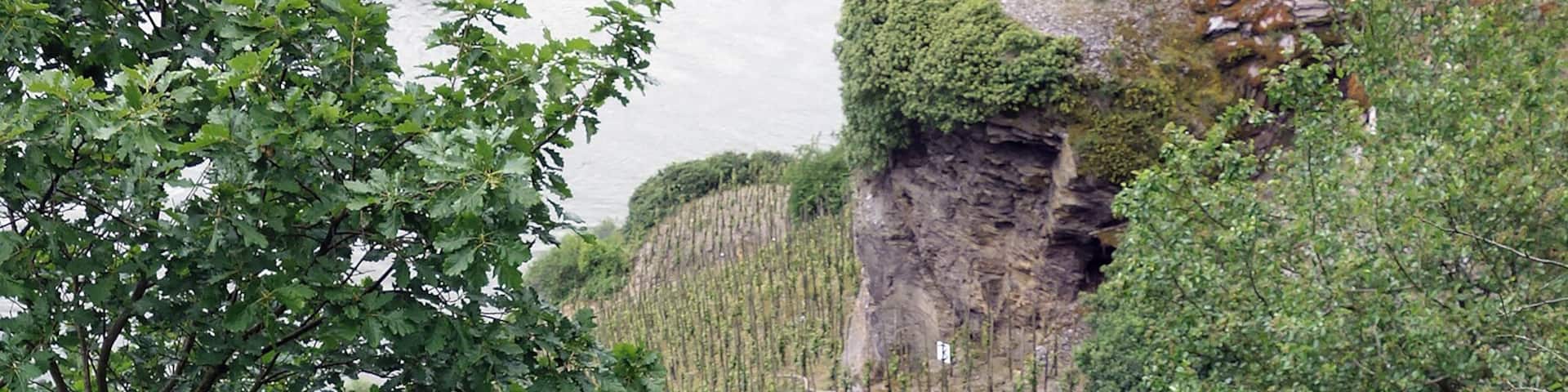 Hiking trail at Erdener Treppchen vineyard site in Erben on the Moselle river, Germany.