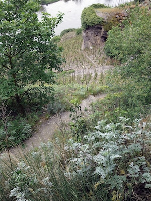 A river with a rocky cliff and dense vegetation.