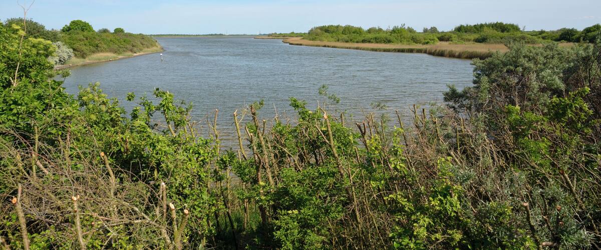 A river surrounded by dense greenery and a clear sky.