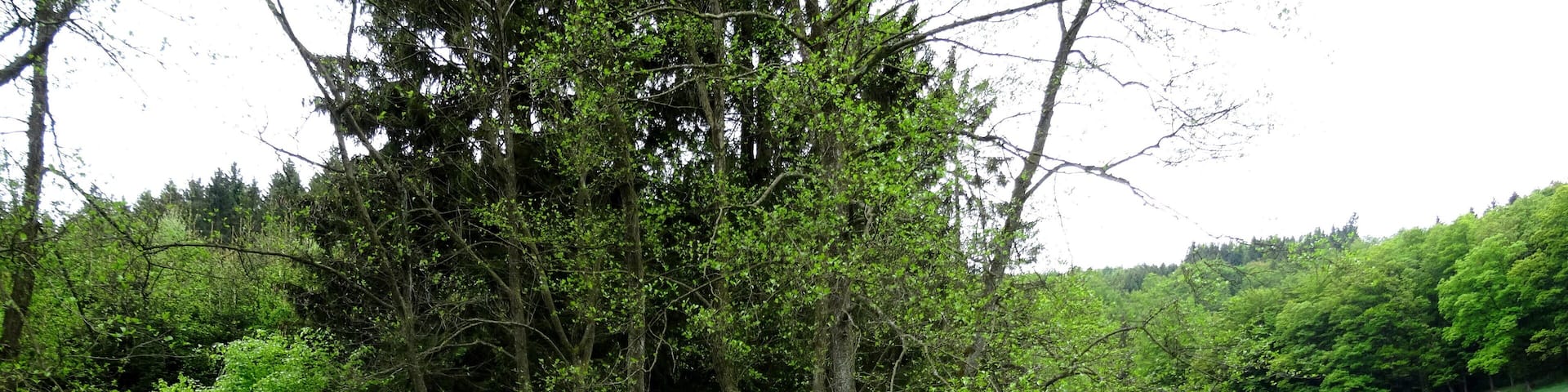 Naturschutzgebiet „Reitmecke“ (NSG HSK-011) in Olsberg