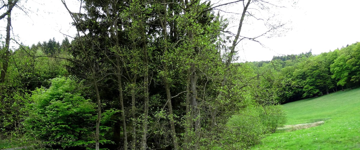 A lush green field with a dense cluster of trees in the background.