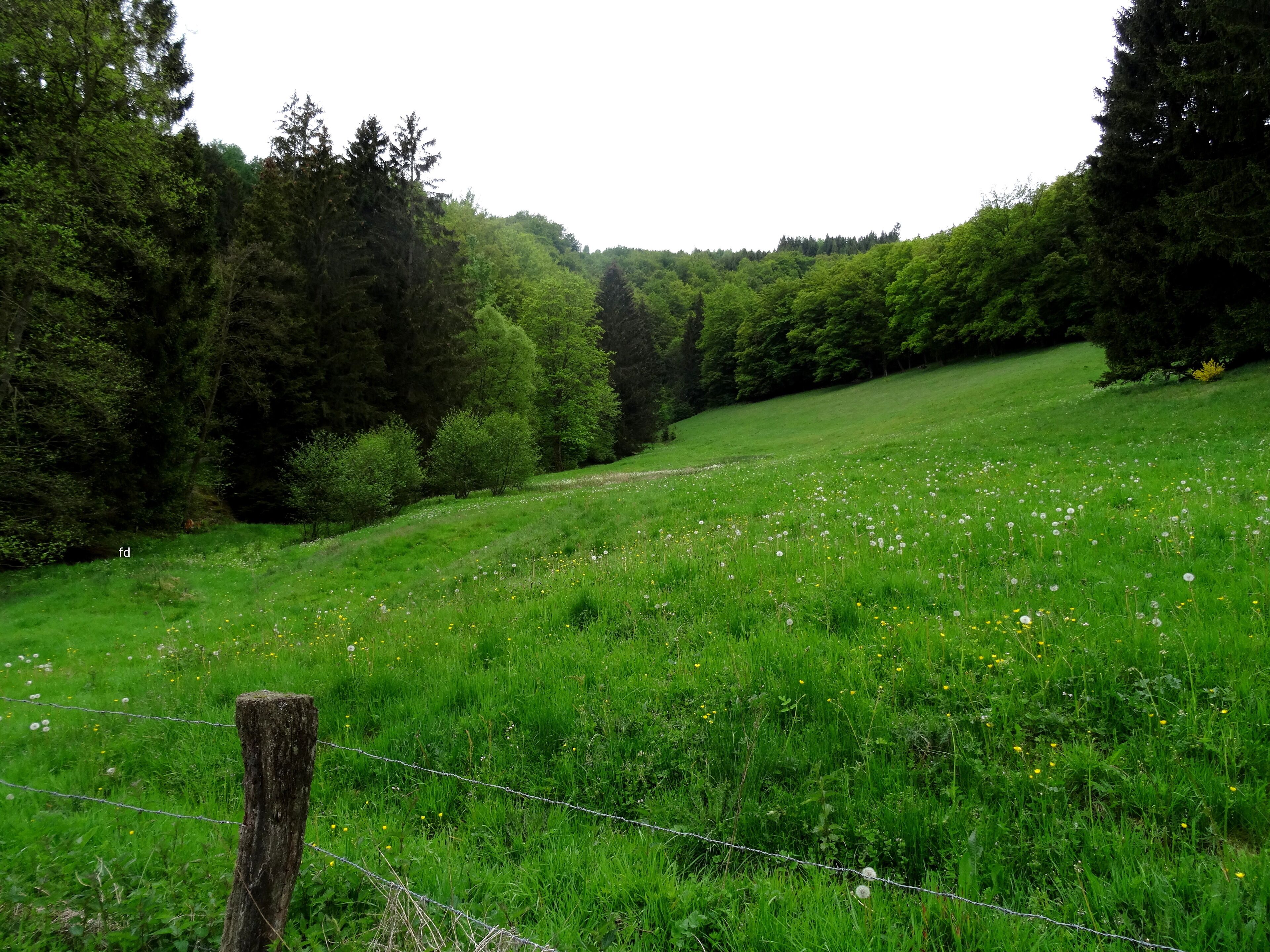 Naturschutzgebiet „Reitmecke“ (NSG HSK-011) in Olsberg