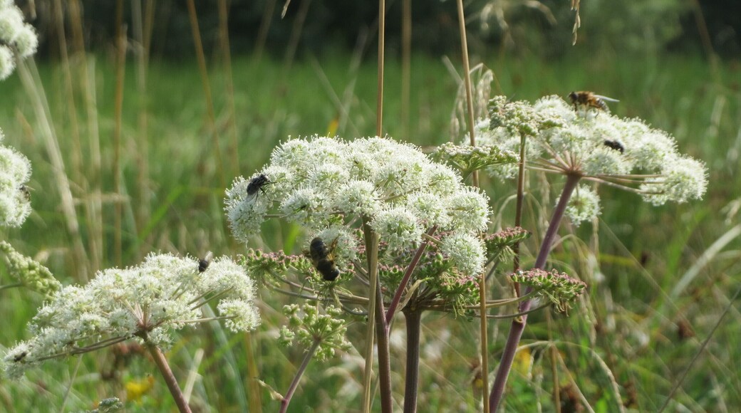 Wald-Engelwurz (Angelica sylvestris) im Naturschutzgebiet Mürmes