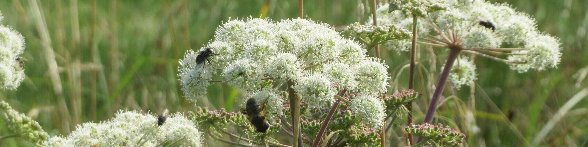 Wald-Engelwurz (Angelica sylvestris) im Naturschutzgebiet MĂŒrmes
