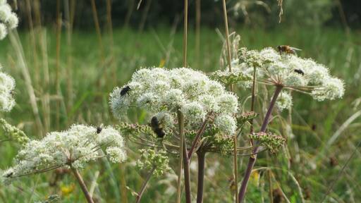 Wald-Engelwurz (Angelica sylvestris) im Naturschutzgebiet Mürmes