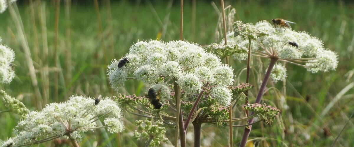 Clusters of white flowers with bees on purple stems in a grassy field.