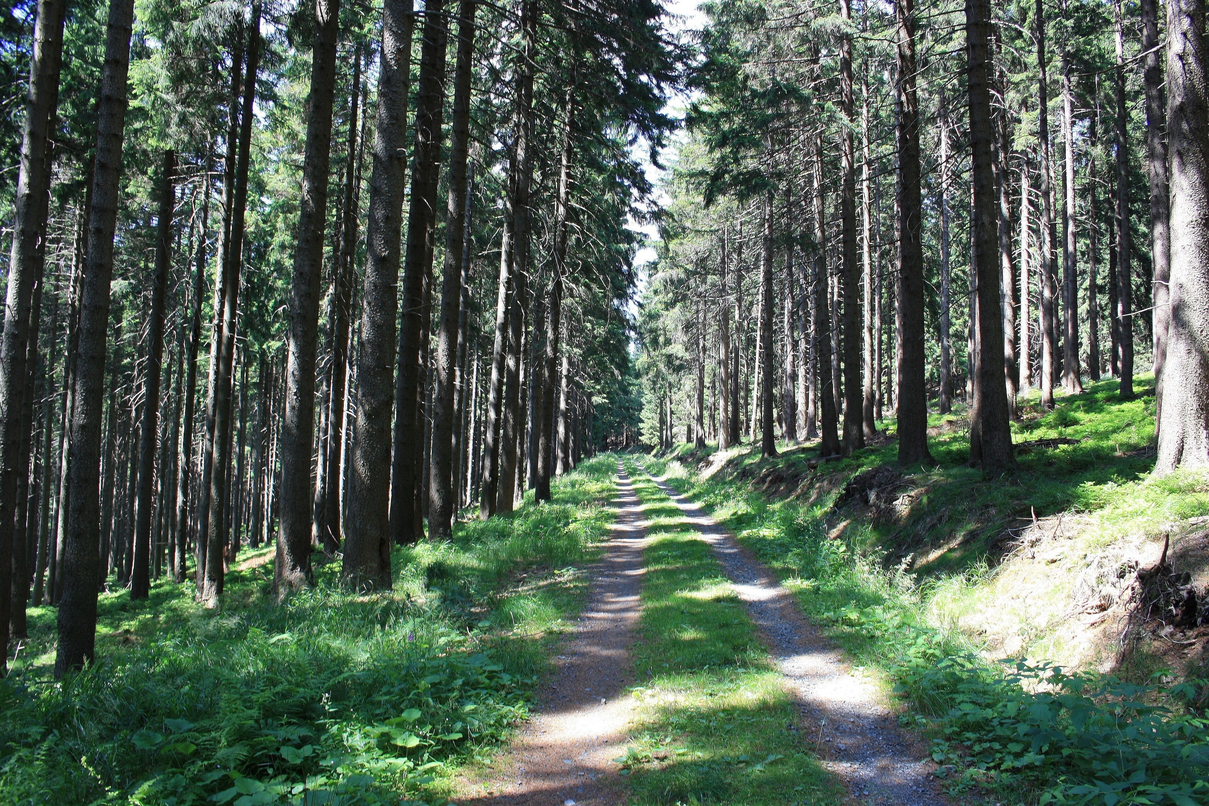 Harzwanderung Oberharz um Braunlage - Wurmberg - Weg nach Braunlage -Wurmberg