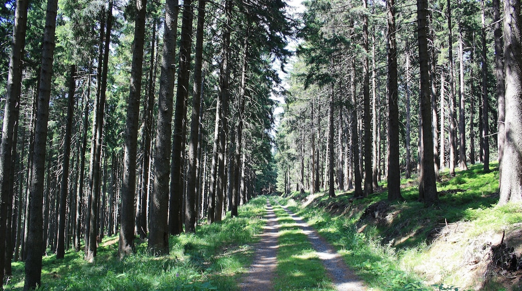 Harzwanderung Oberharz um Braunlage - Wurmberg - Weg nach Braunlage -Wurmberg