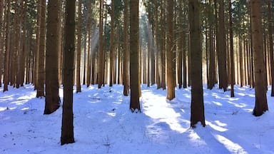 A forest with tall trees and a snow-covered ground.