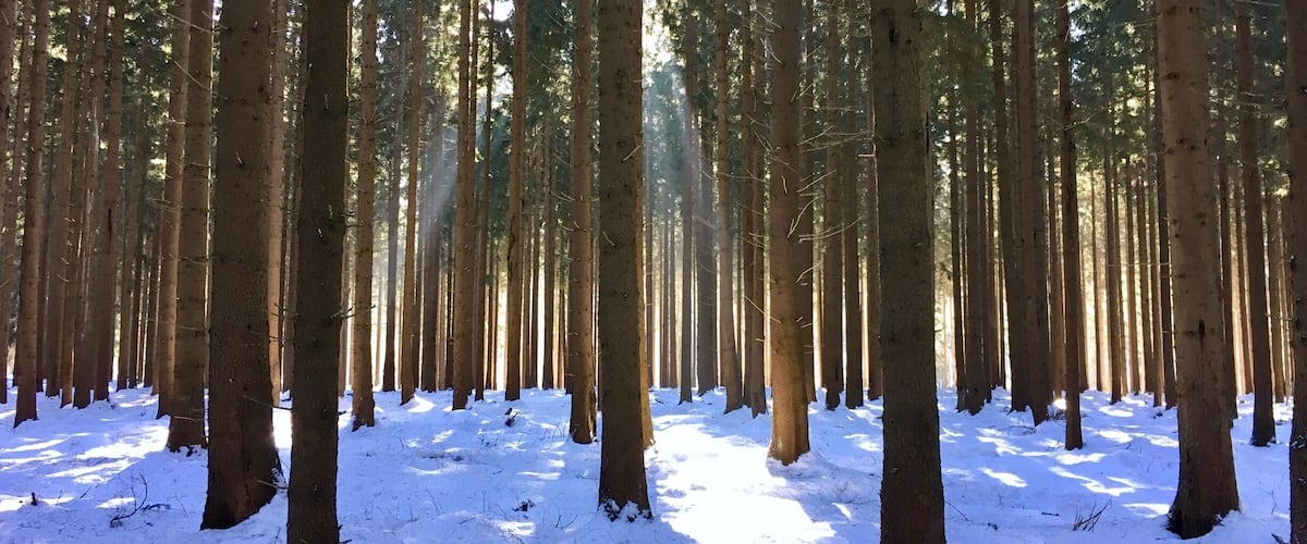 A forest with tall trees and a snow-covered ground.
