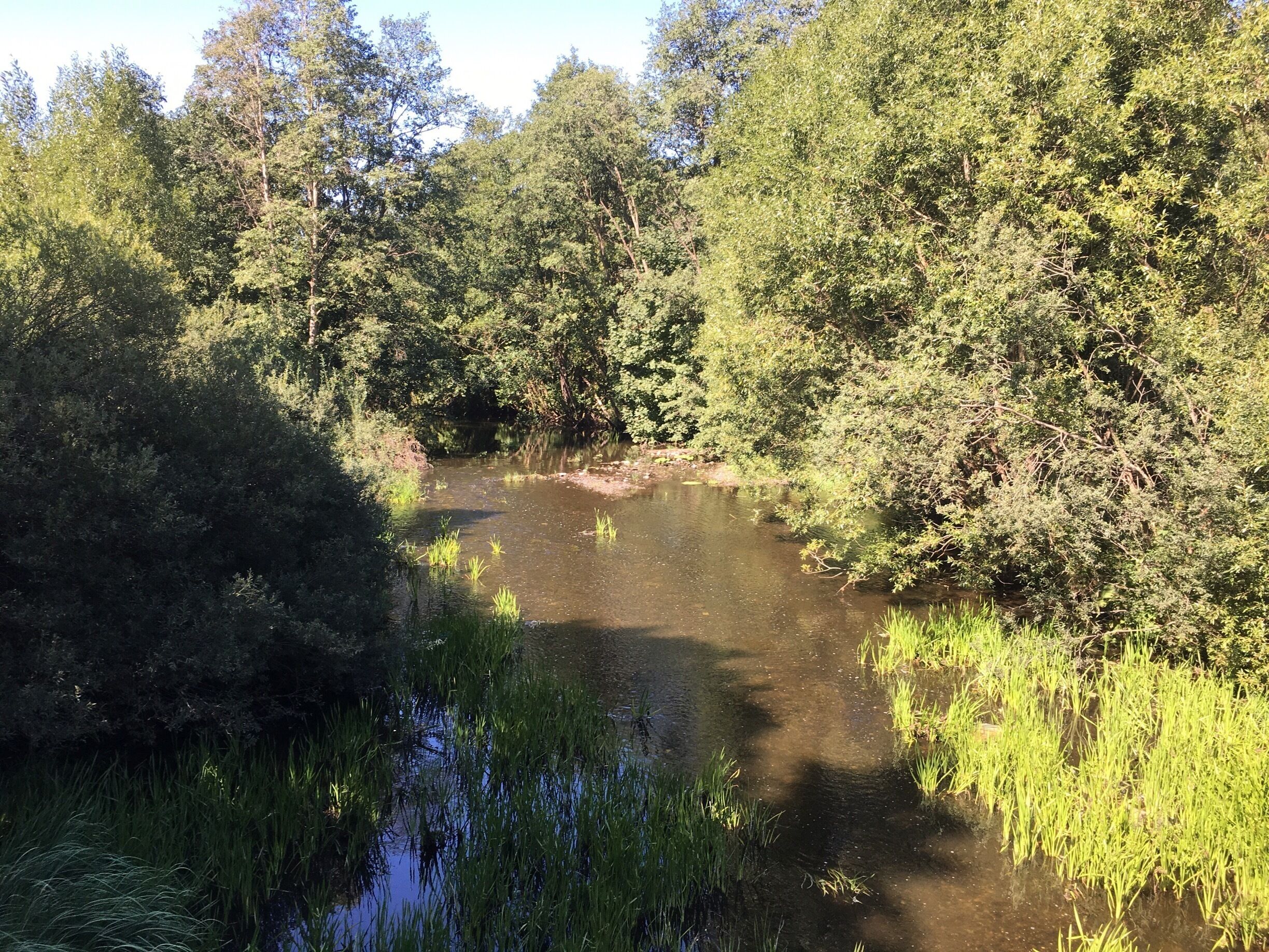 A calm river surrounded by dense greenery and trees.
