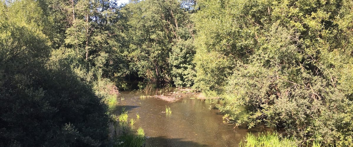 A calm river surrounded by dense greenery and trees.