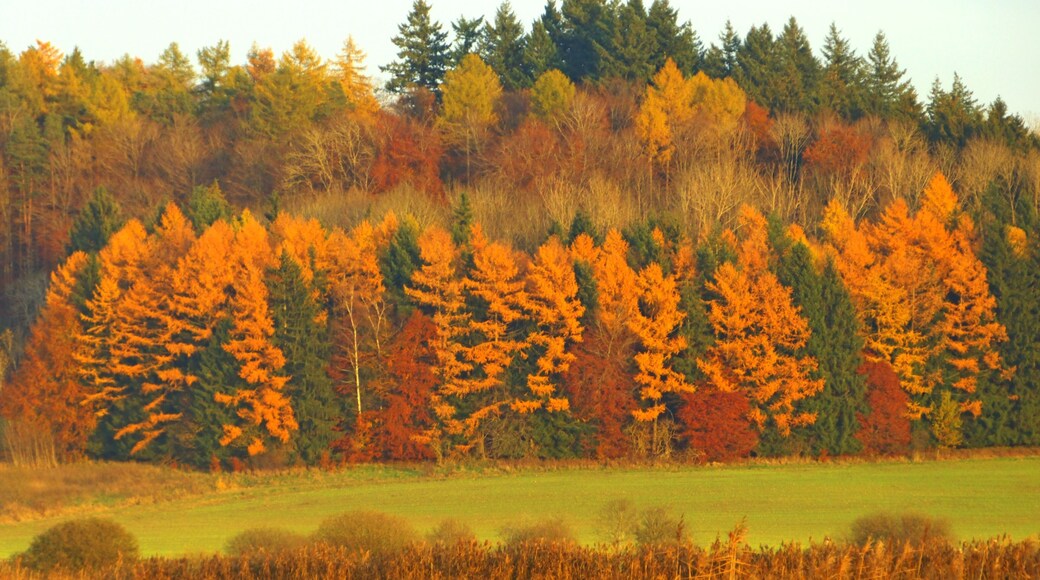 Coloured Trees