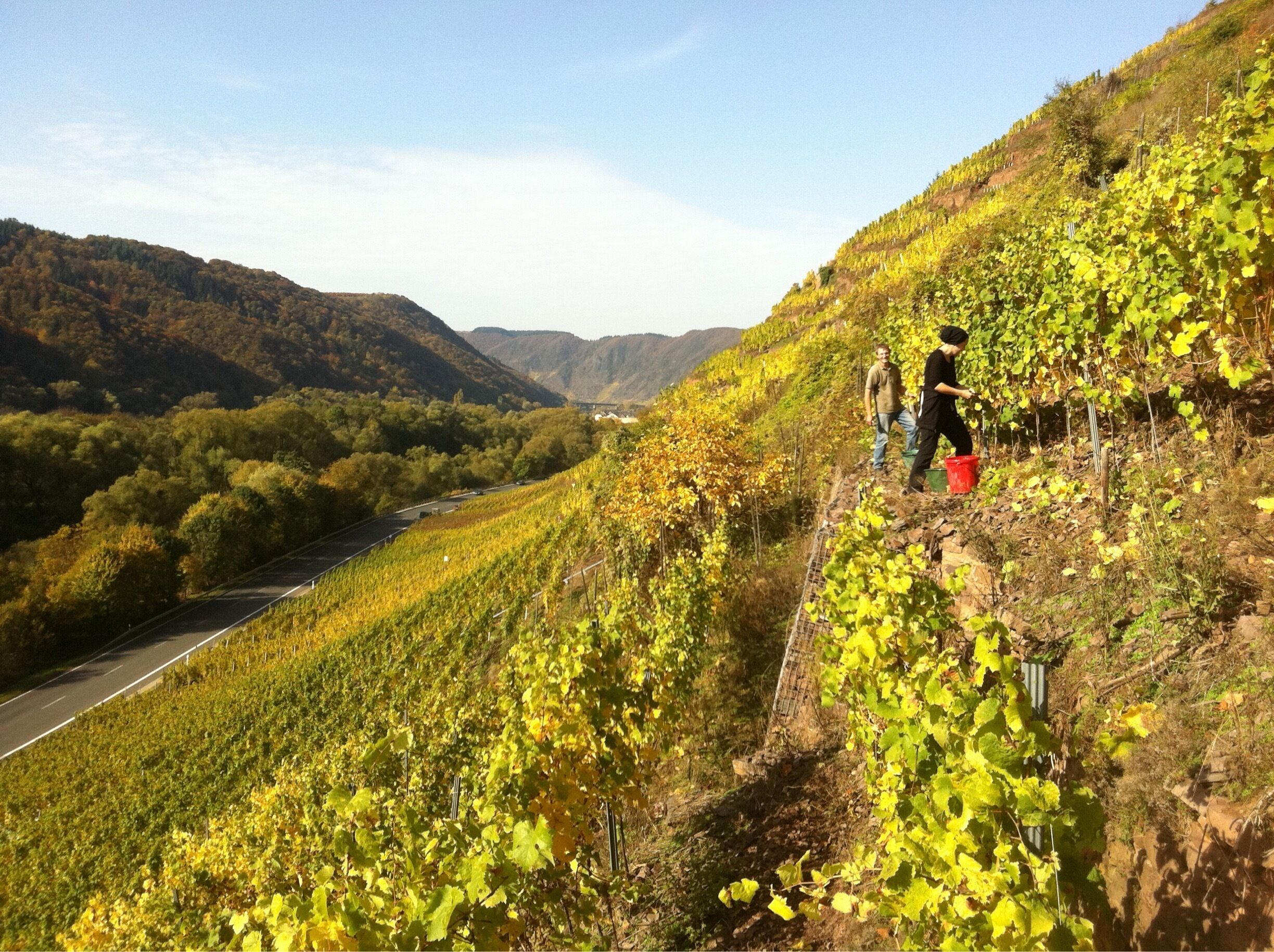 Harvest in the Elzhofberg Vinery, a Grand Crue Vinyard ( Hugh Johnson said this)