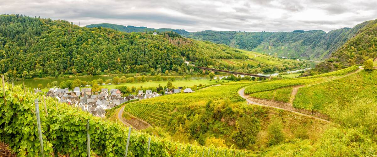 A vineyard with rows of grapevines, a river, and a bridge in the background.