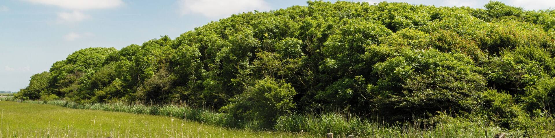 Designation: Duck decoy Oldsum Location: Meedeweg Place: Dunsum, Collective municipality Föhr-Amrum, District Nordfriesland, Schleswig-Holstein, Federal Republic of Germany Description: Device to capture wild ducks Object identification: 22063