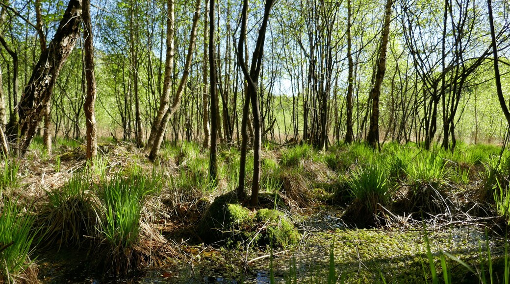 Naturdenkmal ND137 Margaretenmoor in der Gemeinde Dötlingen, Landkreis Oldenburg, Niedersachsen