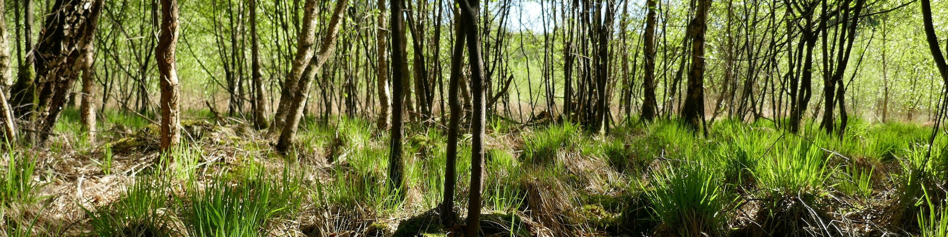 Naturdenkmal ND137 Margaretenmoor in der Gemeinde Dötlingen, Landkreis Oldenburg, Niedersachsen